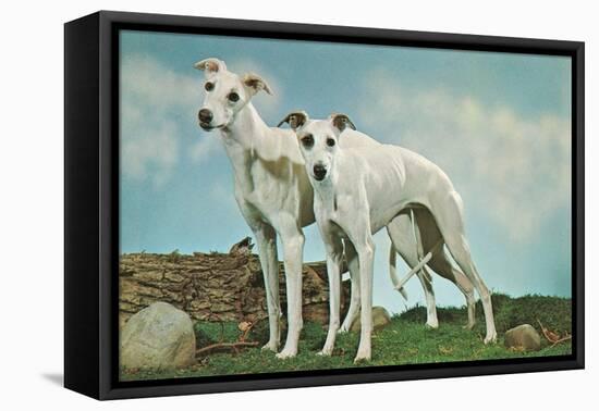 Two Young Greyhounds-null-Framed Stretched Canvas