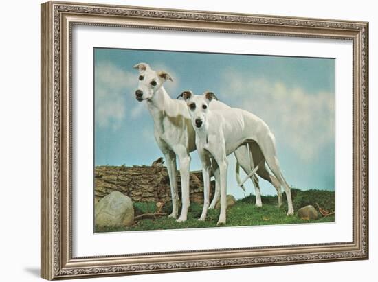 Two Young Greyhounds-null-Framed Art Print