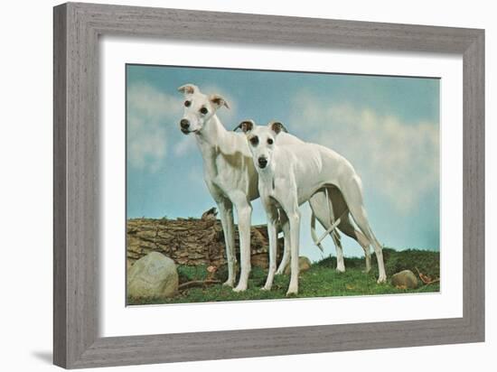 Two Young Greyhounds-null-Framed Art Print