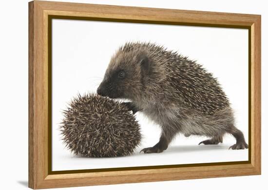 Two Young Hedgehogs (Erinaceus Europaeus) One Standing, One Rolled into a Ball-Mark Taylor-Framed Premier Image Canvas