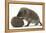 Two Young Hedgehogs (Erinaceus Europaeus) One Standing, One Rolled into a Ball-Mark Taylor-Framed Premier Image Canvas