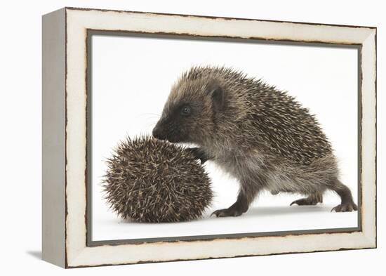 Two Young Hedgehogs (Erinaceus Europaeus) One Standing, One Rolled into a Ball-Mark Taylor-Framed Premier Image Canvas