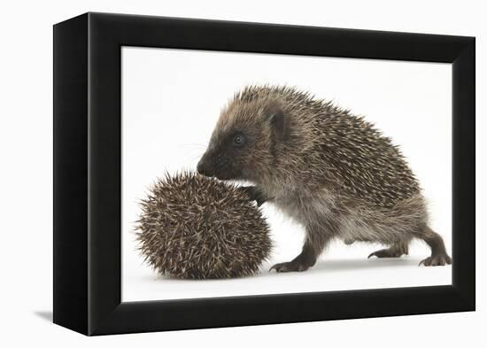 Two Young Hedgehogs (Erinaceus Europaeus) One Standing, One Rolled into a Ball-Mark Taylor-Framed Premier Image Canvas