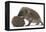 Two Young Hedgehogs (Erinaceus Europaeus) One Standing, One Rolled into a Ball-Mark Taylor-Framed Premier Image Canvas
