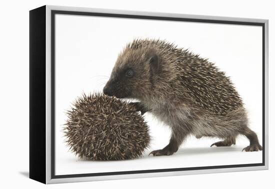 Two Young Hedgehogs (Erinaceus Europaeus) One Standing, One Rolled into a Ball-Mark Taylor-Framed Premier Image Canvas