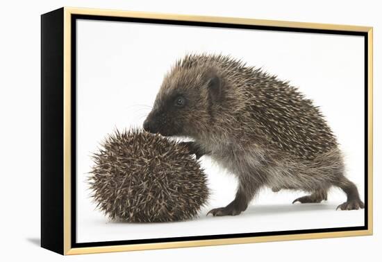 Two Young Hedgehogs (Erinaceus Europaeus) One Standing, One Rolled into a Ball-Mark Taylor-Framed Premier Image Canvas