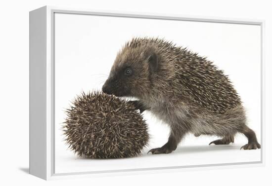 Two Young Hedgehogs (Erinaceus Europaeus) One Standing, One Rolled into a Ball-Mark Taylor-Framed Premier Image Canvas