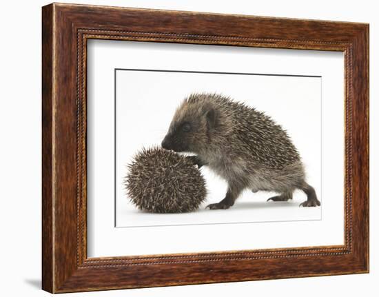Two Young Hedgehogs (Erinaceus Europaeus) One Standing, One Rolled into a Ball-Mark Taylor-Framed Photographic Print