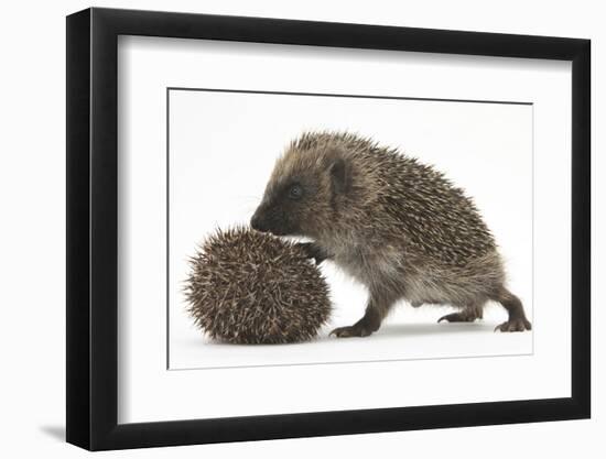 Two Young Hedgehogs (Erinaceus Europaeus) One Standing, One Rolled into a Ball-Mark Taylor-Framed Photographic Print