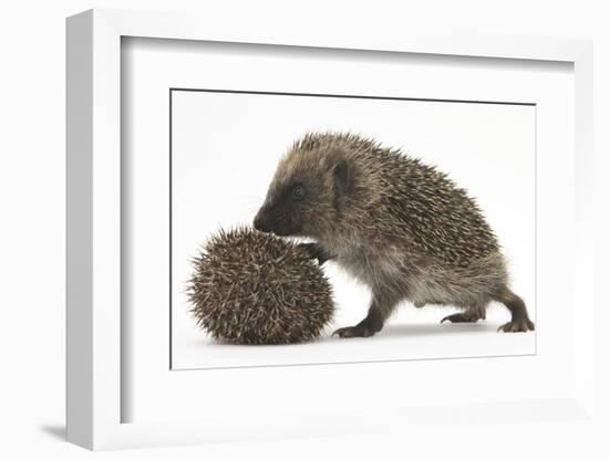 Two Young Hedgehogs (Erinaceus Europaeus) One Standing, One Rolled into a Ball-Mark Taylor-Framed Photographic Print