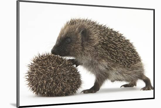 Two Young Hedgehogs (Erinaceus Europaeus) One Standing, One Rolled into a Ball-Mark Taylor-Mounted Photographic Print