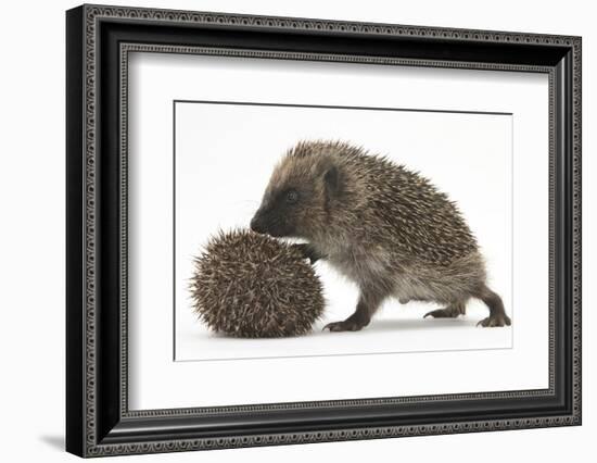Two Young Hedgehogs (Erinaceus Europaeus) One Standing, One Rolled into a Ball-Mark Taylor-Framed Photographic Print