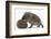 Two Young Hedgehogs (Erinaceus Europaeus) One Standing, One Rolled into a Ball-Mark Taylor-Framed Photographic Print