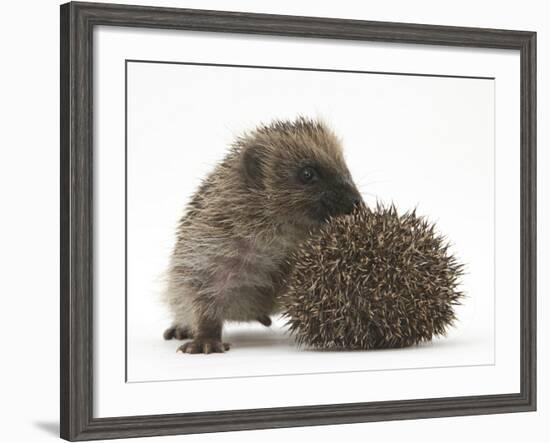 Two Young Hedgehogs (Erinaceus Europaeus) One Standing, One Rolled into a Ball-Mark Taylor-Framed Photographic Print