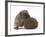 Two Young Hedgehogs (Erinaceus Europaeus) One Standing, One Rolled into a Ball-Mark Taylor-Framed Photographic Print