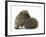 Two Young Hedgehogs (Erinaceus Europaeus) One Standing, One Rolled into a Ball-Mark Taylor-Framed Photographic Print