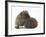 Two Young Hedgehogs (Erinaceus Europaeus) One Standing, One Rolled into a Ball-Mark Taylor-Framed Photographic Print