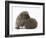 Two Young Hedgehogs (Erinaceus Europaeus) One Standing, One Rolled into a Ball-Mark Taylor-Framed Photographic Print