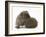 Two Young Hedgehogs (Erinaceus Europaeus) One Standing, One Rolled into a Ball-Mark Taylor-Framed Photographic Print