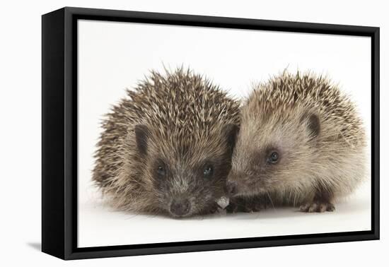 Two Young Hedgehogs (Erinaceus Europaeus) Sitting Together-Mark Taylor-Framed Premier Image Canvas