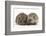 Two Young Hedgehogs (Erinaceus Europaeus) Sitting Together-Mark Taylor-Framed Photographic Print