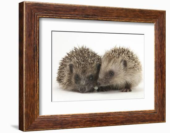 Two Young Hedgehogs (Erinaceus Europaeus) Sitting Together-Mark Taylor-Framed Photographic Print