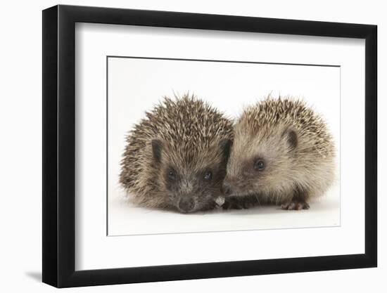 Two Young Hedgehogs (Erinaceus Europaeus) Sitting Together-Mark Taylor-Framed Photographic Print