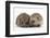 Two Young Hedgehogs (Erinaceus Europaeus) Sitting Together-Mark Taylor-Framed Photographic Print