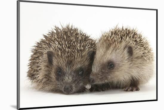 Two Young Hedgehogs (Erinaceus Europaeus) Sitting Together-Mark Taylor-Mounted Photographic Print