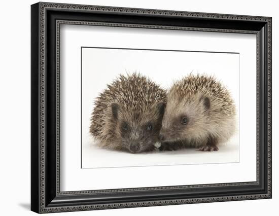 Two Young Hedgehogs (Erinaceus Europaeus) Sitting Together-Mark Taylor-Framed Photographic Print