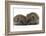 Two Young Hedgehogs (Erinaceus Europaeus) Sitting Together-Mark Taylor-Framed Photographic Print