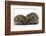 Two Young Hedgehogs (Erinaceus Europaeus) Sitting Together-Mark Taylor-Framed Photographic Print