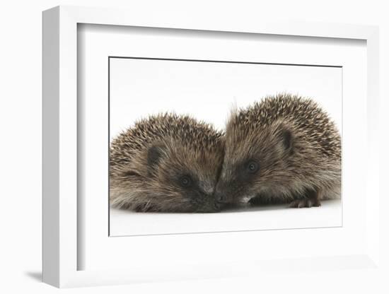 Two Young Hedgehogs (Erinaceus Europaeus) Sitting Together-Mark Taylor-Framed Photographic Print