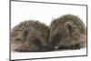 Two Young Hedgehogs (Erinaceus Europaeus) Sitting Together-Mark Taylor-Mounted Photographic Print