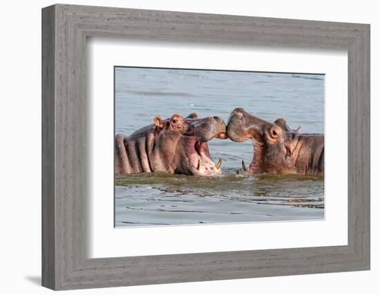 Two Young Hippopotamus (Hippopotamus Amphibius), Hippos with a Wide Open Mouth Playing in Queen Eli-Tomas Drahos-Framed Premium Photographic Print