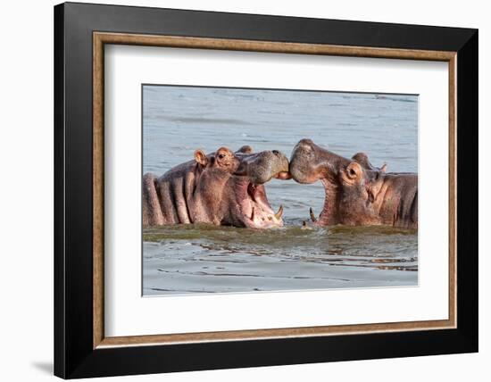 Two Young Hippopotamus (Hippopotamus Amphibius), Hippos with a Wide Open Mouth Playing in Queen Eli-Tomas Drahos-Framed Premium Photographic Print