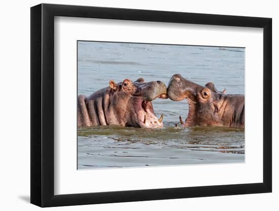 Two Young Hippopotamus (Hippopotamus Amphibius), Hippos with a Wide Open Mouth Playing in Queen Eli-Tomas Drahos-Framed Premium Photographic Print