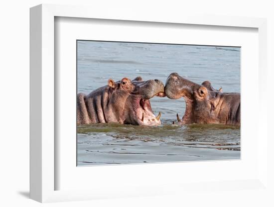 Two Young Hippopotamus (Hippopotamus Amphibius), Hippos with a Wide Open Mouth Playing in Queen Eli-Tomas Drahos-Framed Premium Photographic Print