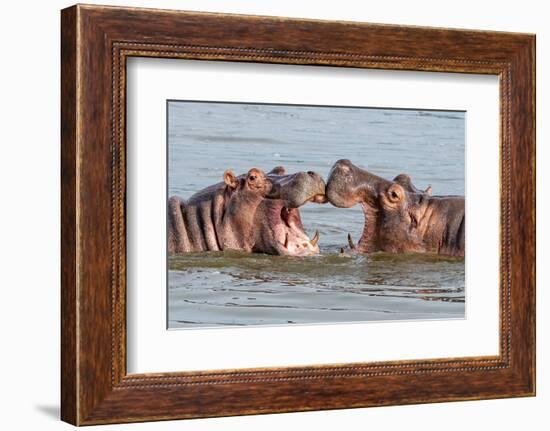 Two Young Hippopotamus (Hippopotamus Amphibius), Hippos with a Wide Open Mouth Playing in Queen Eli-Tomas Drahos-Framed Photographic Print