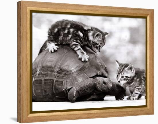 Two Young Kittens Playing with a Slow Moving Giant Tortoise, 1983-null-Framed Premier Image Canvas