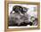 Two Young Kittens Playing with a Slow Moving Giant Tortoise, 1983-null-Framed Premier Image Canvas