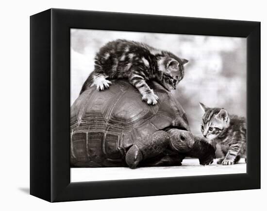 Two Young Kittens Playing with a Slow Moving Giant Tortoise, 1983-null-Framed Premier Image Canvas