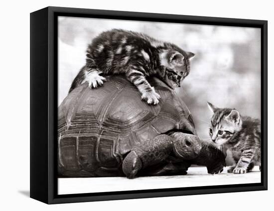 Two Young Kittens Playing with a Slow Moving Giant Tortoise, 1983-null-Framed Premier Image Canvas