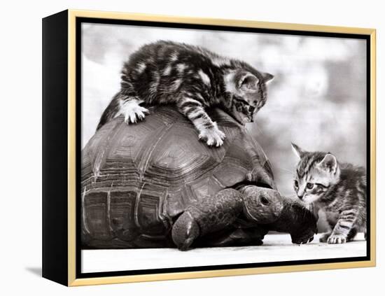 Two Young Kittens Playing with a Slow Moving Giant Tortoise, 1983-null-Framed Premier Image Canvas