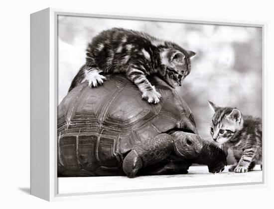 Two Young Kittens Playing with a Slow Moving Giant Tortoise, 1983-null-Framed Premier Image Canvas