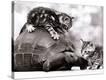 Stretched Canvas Print