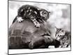 Premium Photographic Print