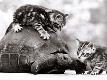 Premium Photographic Print