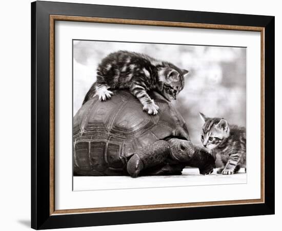 Two Young Kittens Playing with a Slow Moving Giant Tortoise, 1983-null-Framed Photographic Print