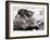 Two Young Kittens Playing with a Slow Moving Giant Tortoise, 1983-null-Framed Photographic Print